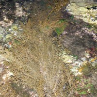 Wireweed